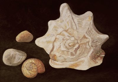 Conchiglia, 1995 da Peter Davidson